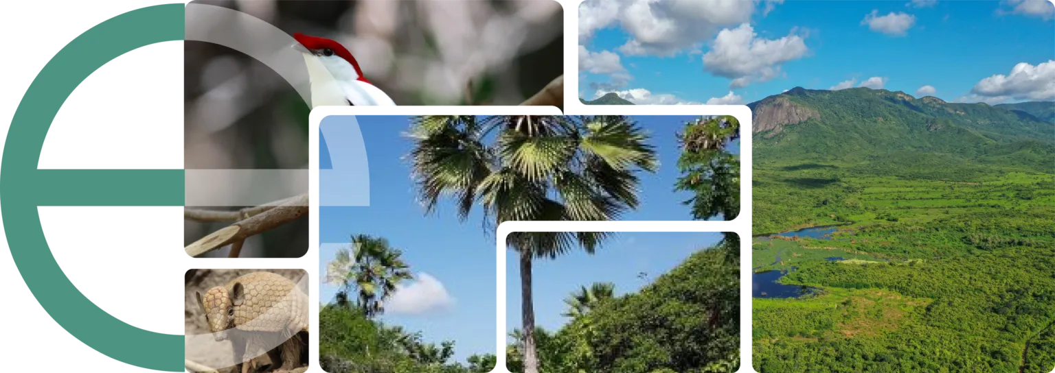 Imagem para seção Atuações